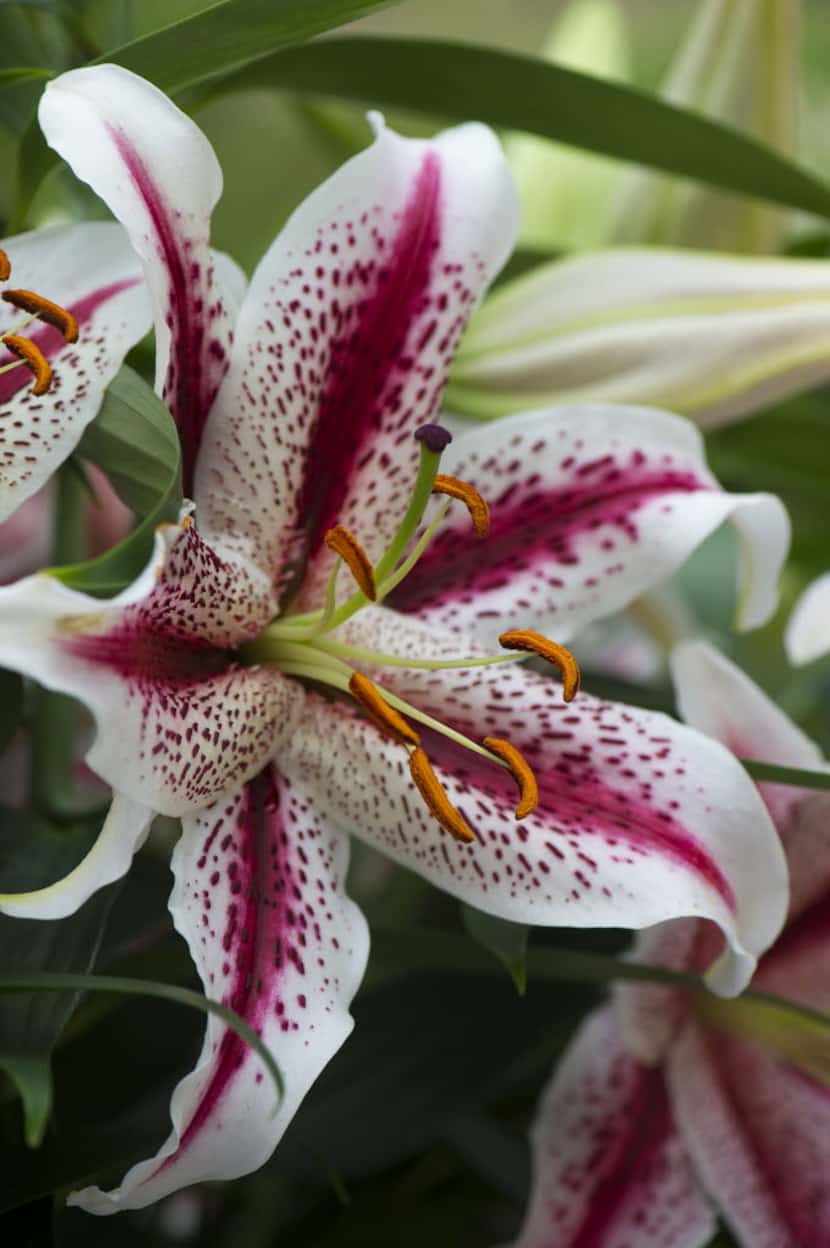 Oriental lily 'Tiger Woods' is well suited to containers, with the same spicy fragrance of...