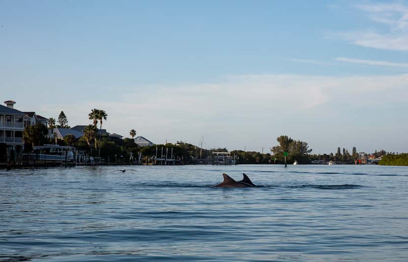 A kayak paddle in the Venice Inlet, near the city's manmade jetties, lets visitors get up...