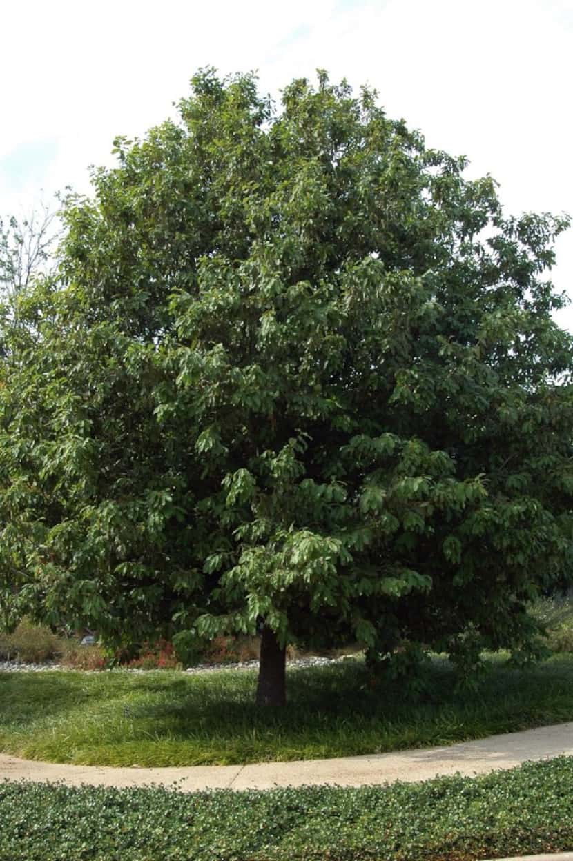 Mexican white oak (Quercus polymorpha), confusingly sold often as Monterrey oak, is...