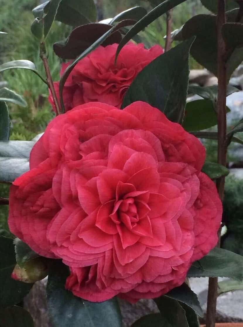 
Camellia japonica ‘Vestito Rosso’ is a new japonica. New foliage is glossy, deep red with a...