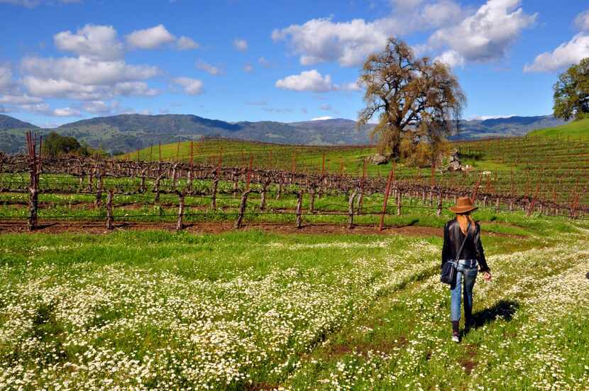 A 3-mile hike leads past vineyards at Jordan Vineyard & Winery near Healdsburg in...