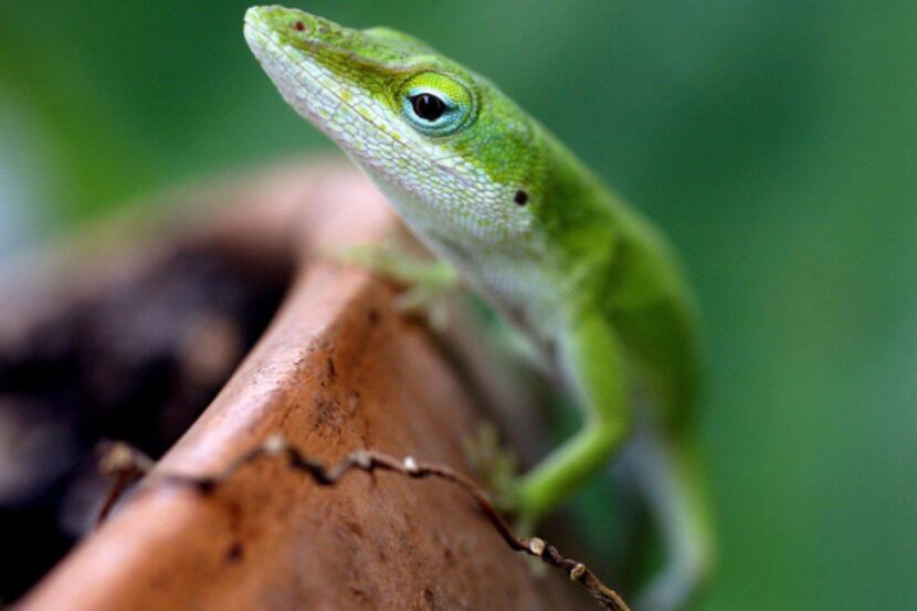 Reptiles such as this green anole help keep insect populations under control.