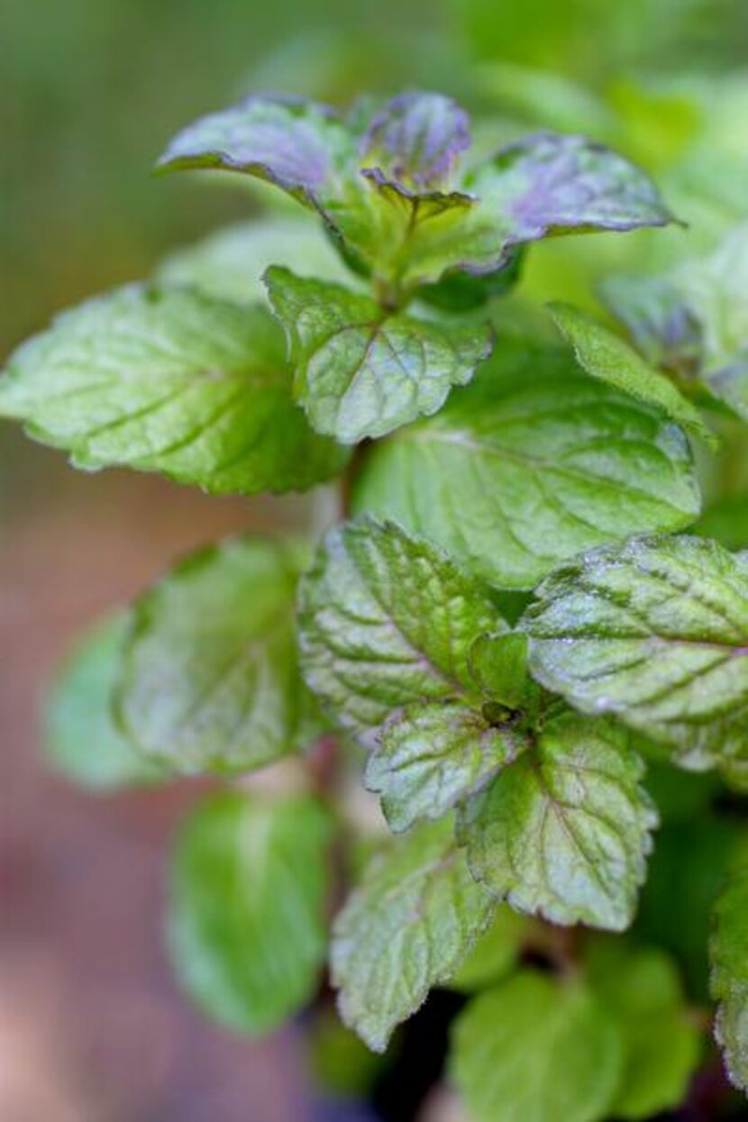 
Grapefruit mint has a citrus-mint scent. 
