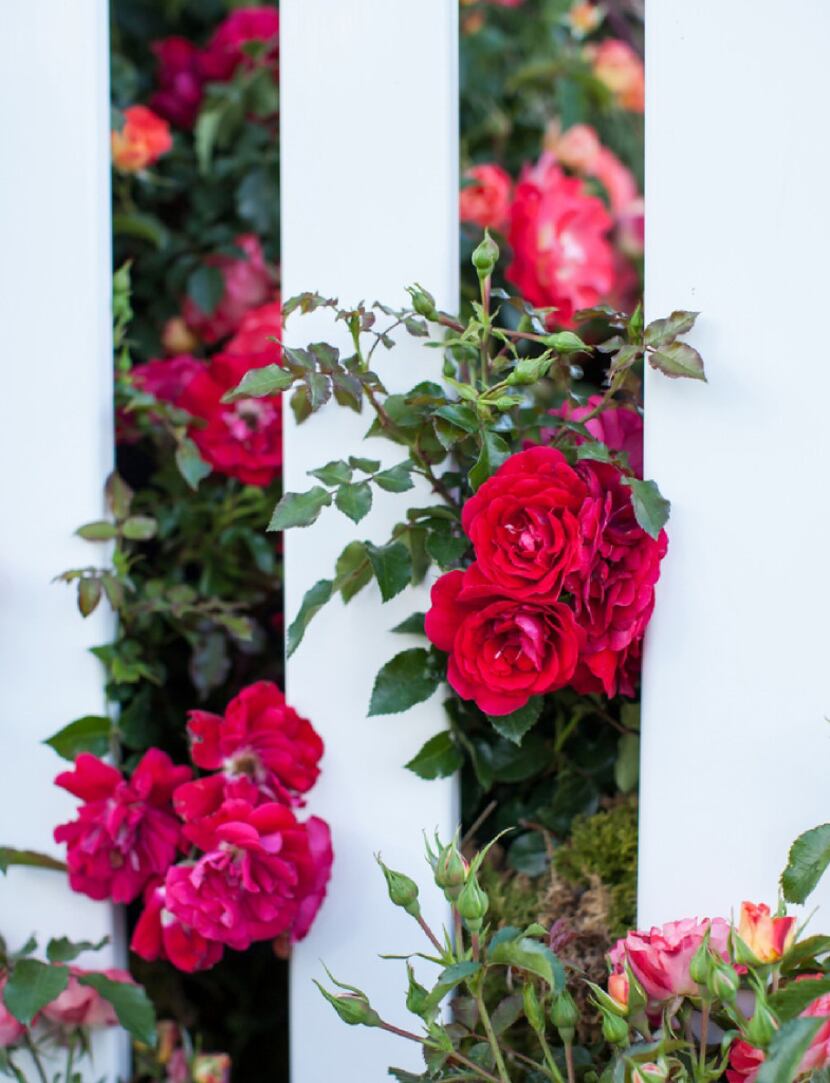Paint The Town rose, Easy Elegance Roses
