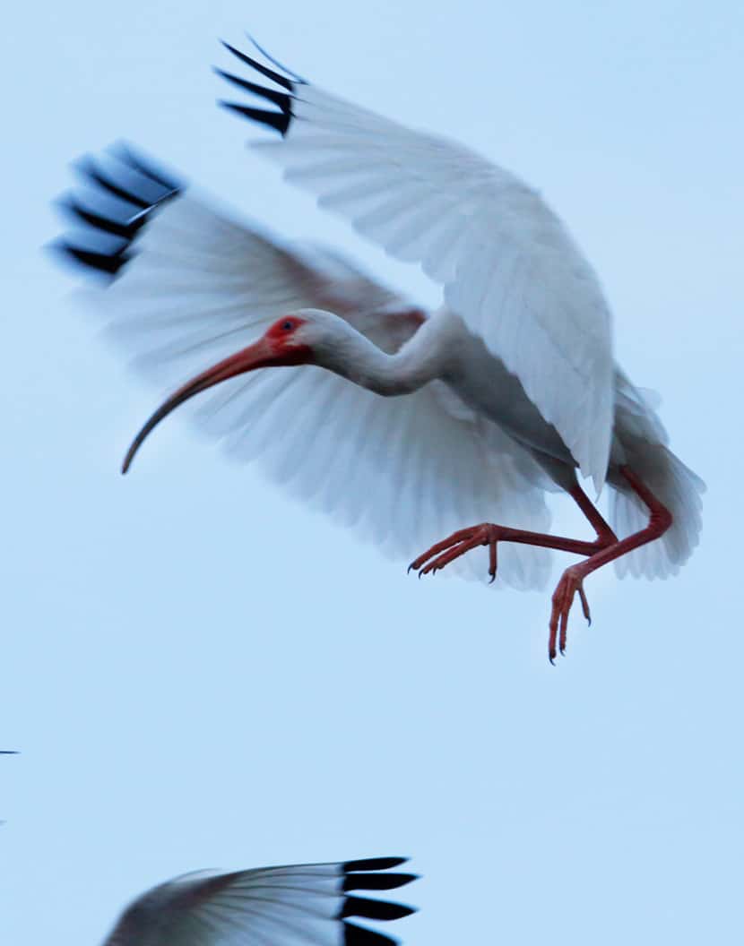 A white ibis prepares to land on branches at the nesting areas of the University of Texas...