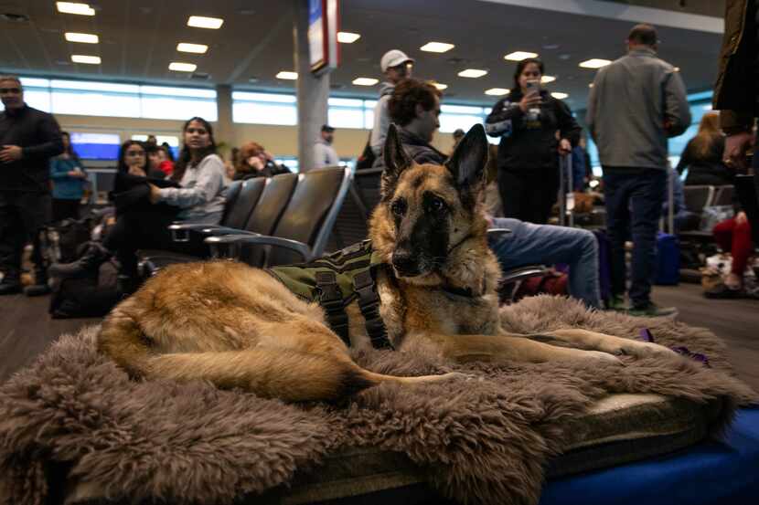 On Feb 2., veterans service dog Kaya rode her last Southwest Airlines flight, one of over...