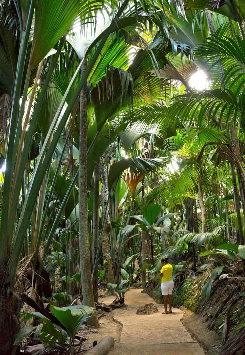 
Coco-de-mer palms as tall as 110 feet shade paths that wind through the Valée de Mai Nature...