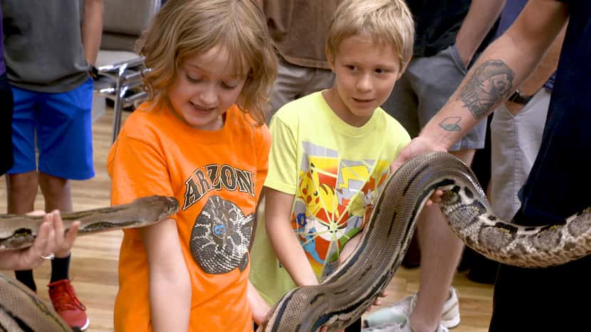 Reghan Reeves and Cayman Jones hold a dwarf reticulated python at Repticon in Grapevine in...