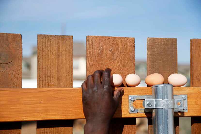 
Patrick Wright places eggs retrieved from the chicken coop on a fence while he works on...