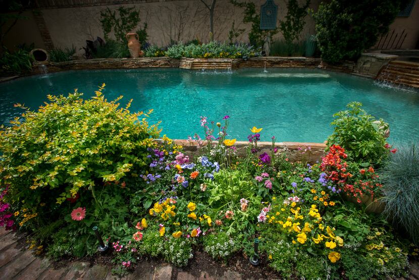 Poolside flower beds at a home in Dallas managed by Flower Child Plants.