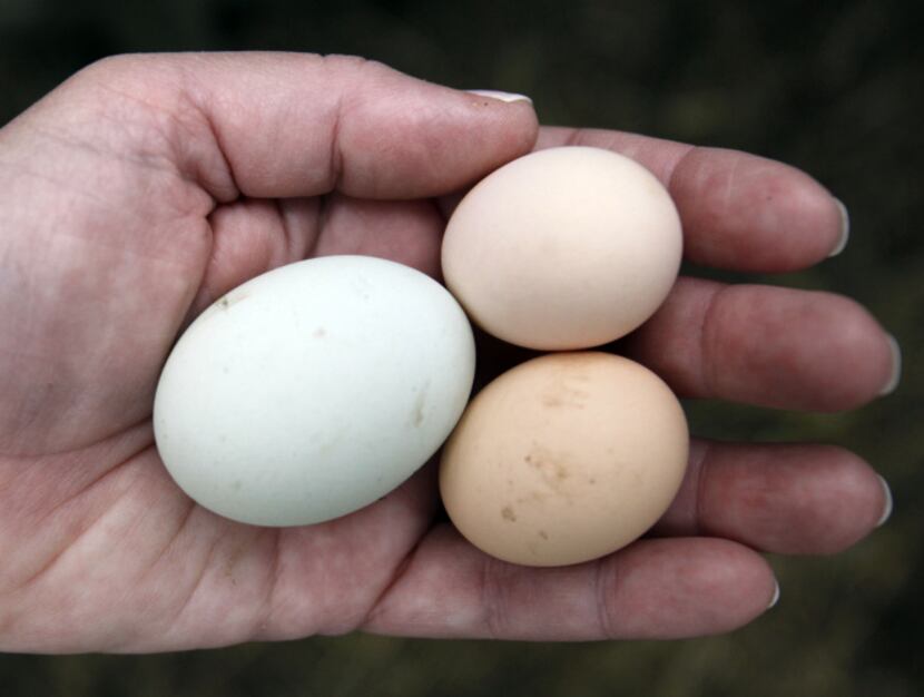Chicken eggs from the day before at the home of Mariana Greene in Dallas, Texas, on Feb. 22,...