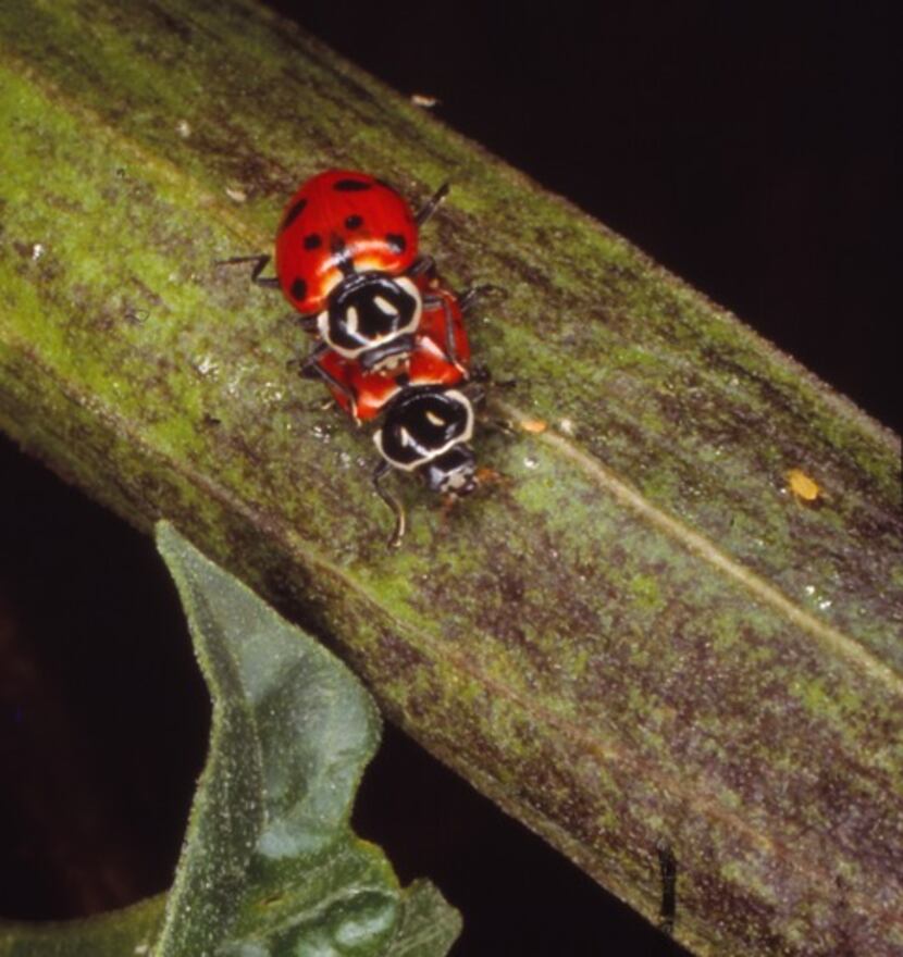 Adult convergent lady bugs on a leaf