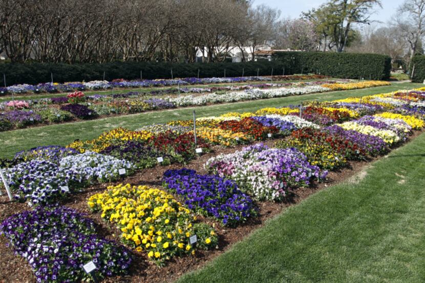 The trial garden's pansies and violas are in full color for Dallas Blooms' opening weekend.