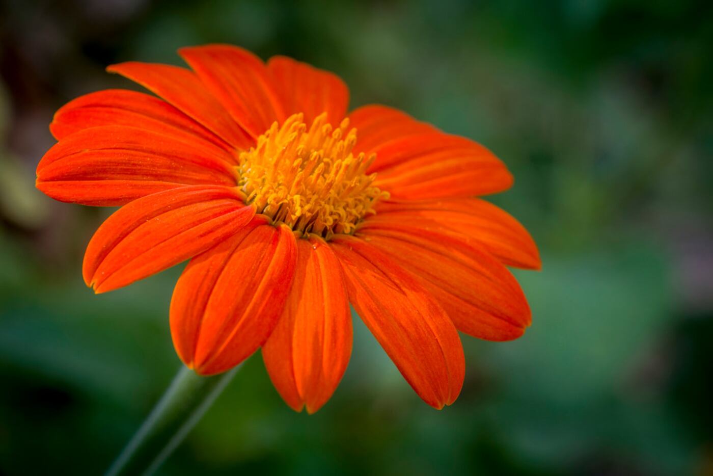 Mexican sunflower 