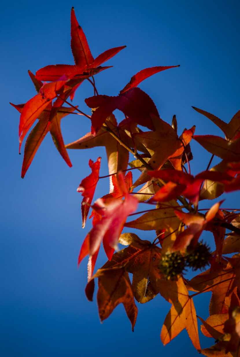 Picture yourself walking or running or throwing a football under this blue, blue autumn sky. 