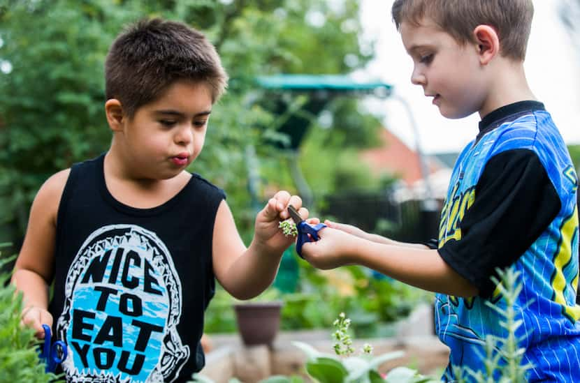 Amir Shamshiri (left), 5, shares a clipping with James Kelly Martin, 4, as preschool...