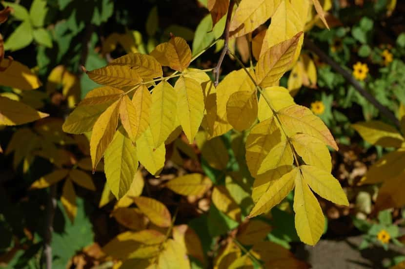 Mexican buckeye tree 