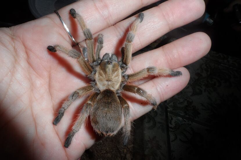 Captive-bred Texas brown tarantulas will be released into the wild at the Lewisville Lake...
