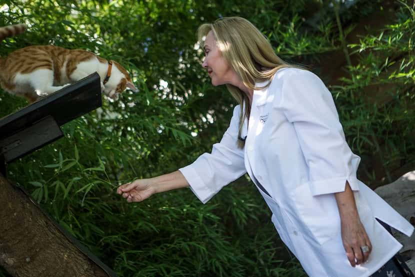 Molly DeVoss, a certified feline training specialist, plays with a foster cat Marmalade at...