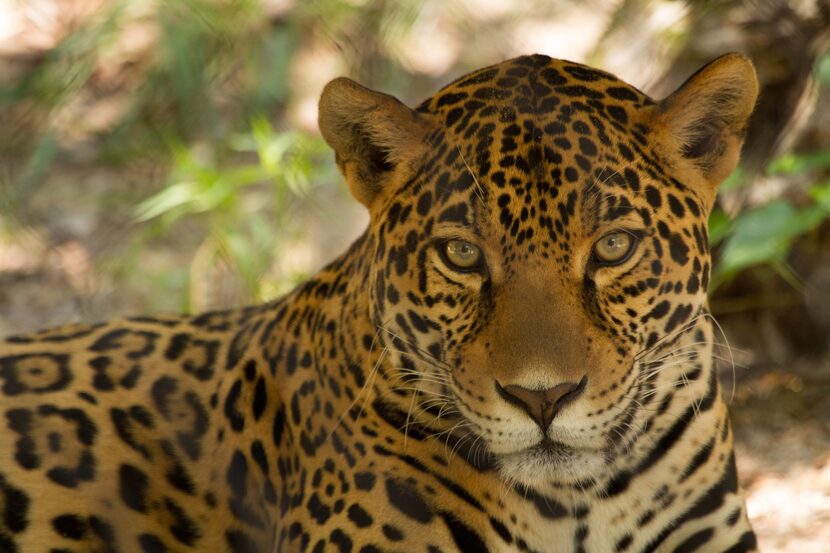 "Leopard" by Micheal Hampton taken at the Fort Worth Zoo. 