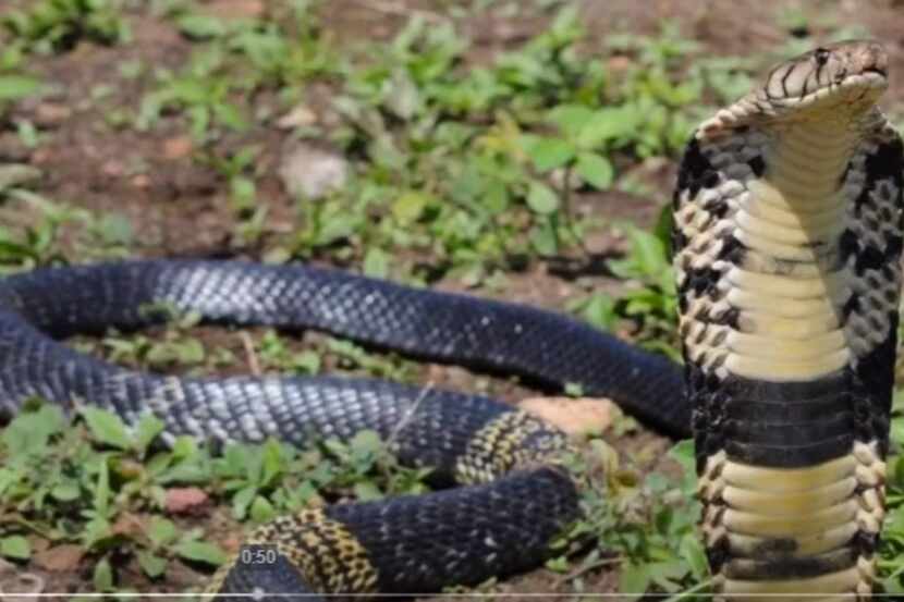 The highly venomous 6-foot-long forest cobra in Grand Prairie has its own Twitter account now.