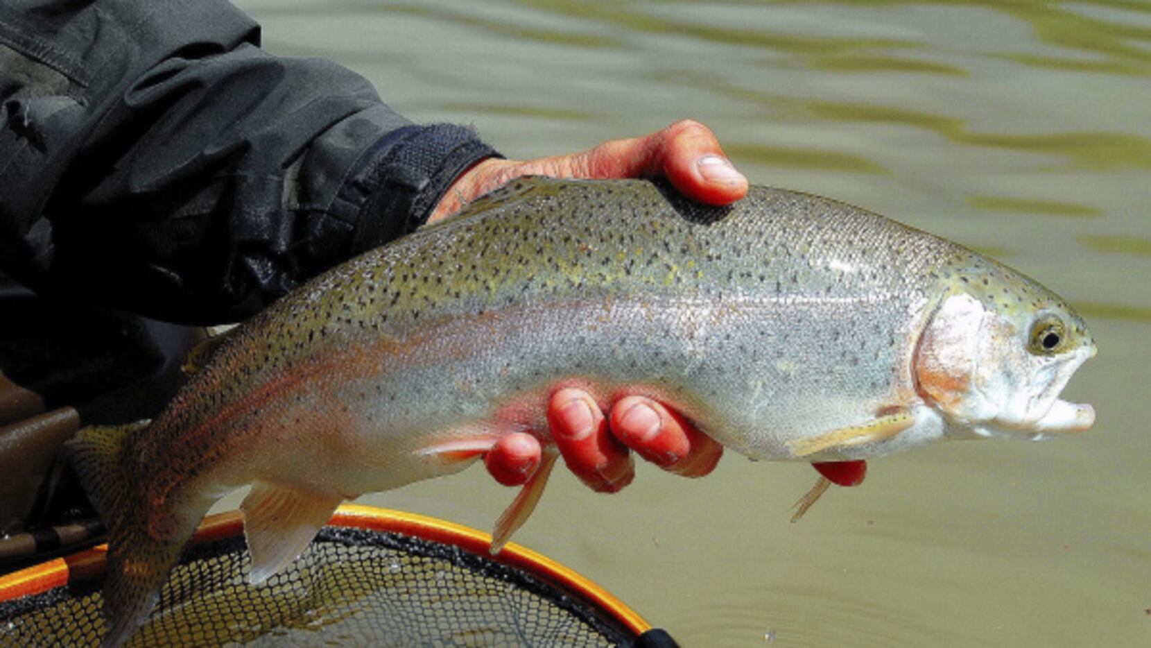 Rainbow trout can be caught with a wide assortment of equipment and bait. Light tackle is...