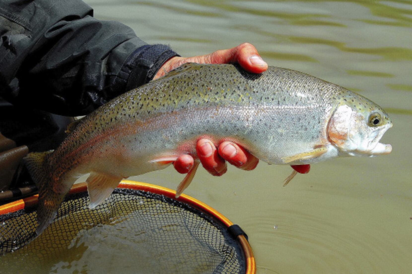 Low water's effect on trout stocking may not be as harsh as feared