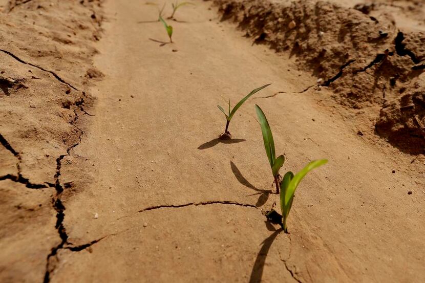 The crops on Don Stoker’s farm  in Snyder were just starting to grow again earlier this year...