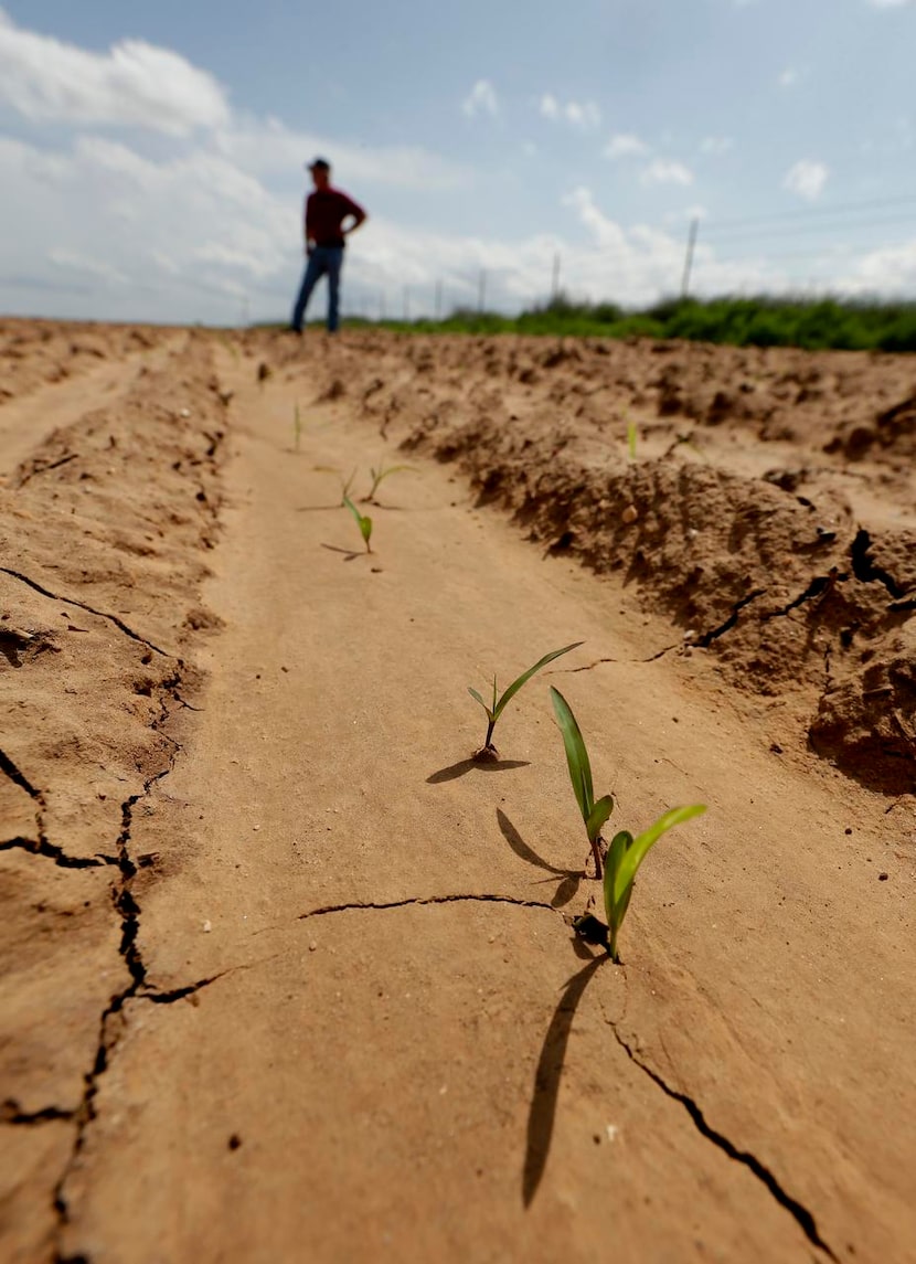 The crops on Don Stoker’s farm  in Snyder were just starting to grow again earlier this year...