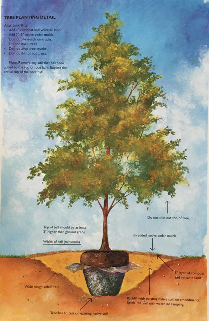 Detail on proper tree planting. 