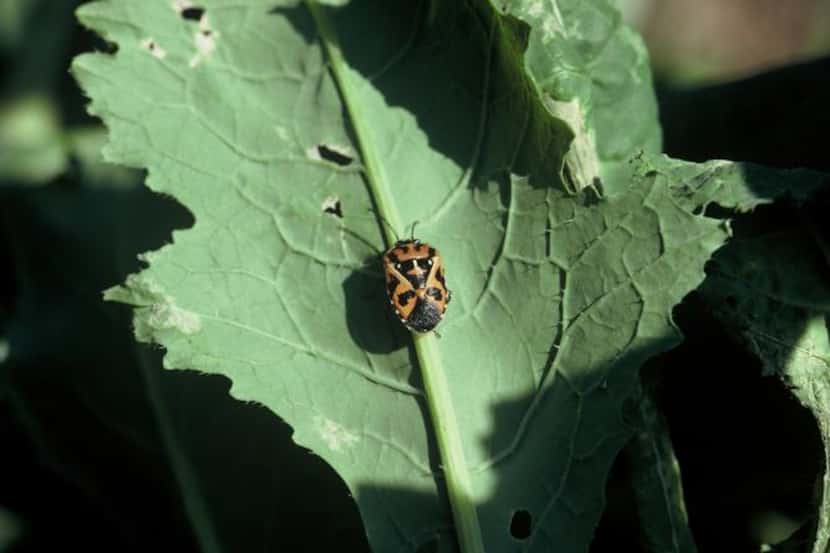 
The harlequin bug (not to be confused with the harlequin beetle) sucks sap from vegetable...