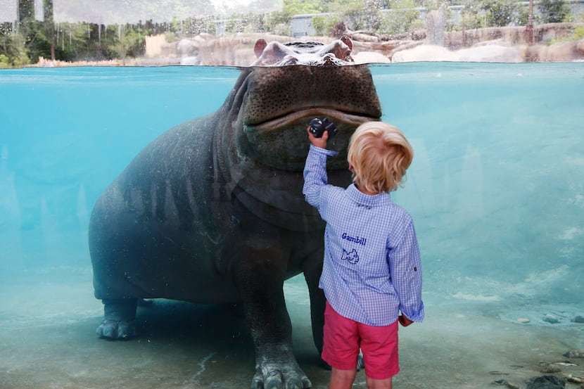 Gambill Whitsitt, 3, gets a good look at Adhama during the grand opening of the Dallas Zoo's...