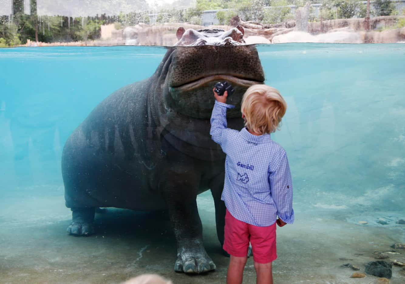 Gambill Whitsitt, 3, gets a good look at Adhama during the grand opening of the Dallas Zoo's...