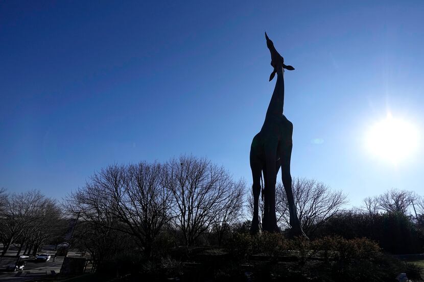 A large statue of a giraffe stands by the entrance to the Dallas Zoo, Friday, Feb. 3, 2023,...