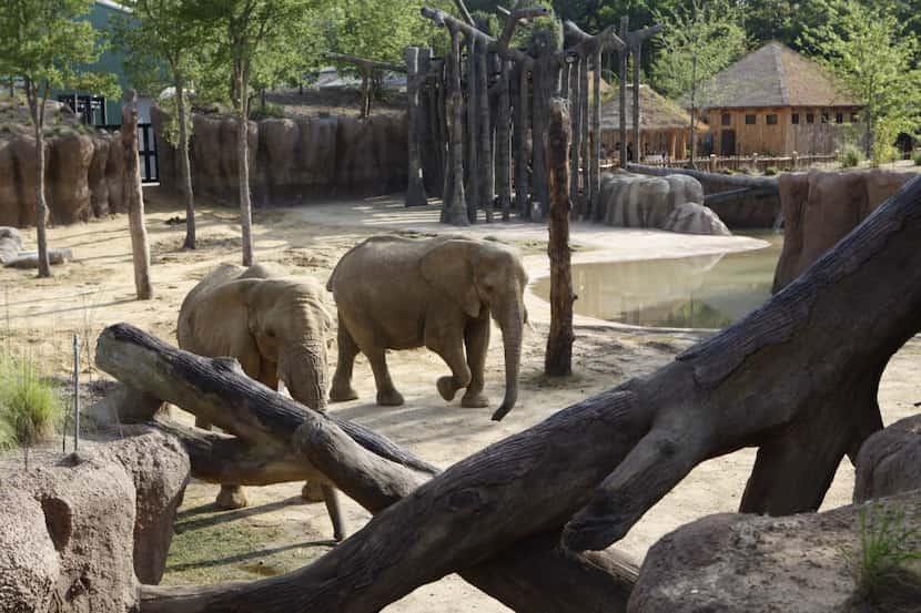  Four female elephants live in the Dallas Zoo'sÂ Giants of the SavannaÂ habitat, the...