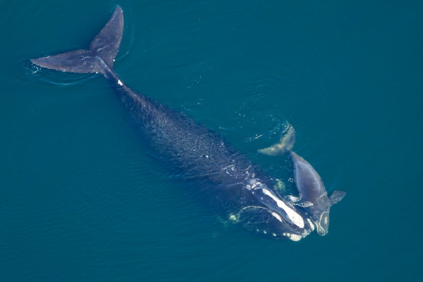 In this Feb. 2009 photo provided by the New England Aquarium, a North Atlantic right whale...
