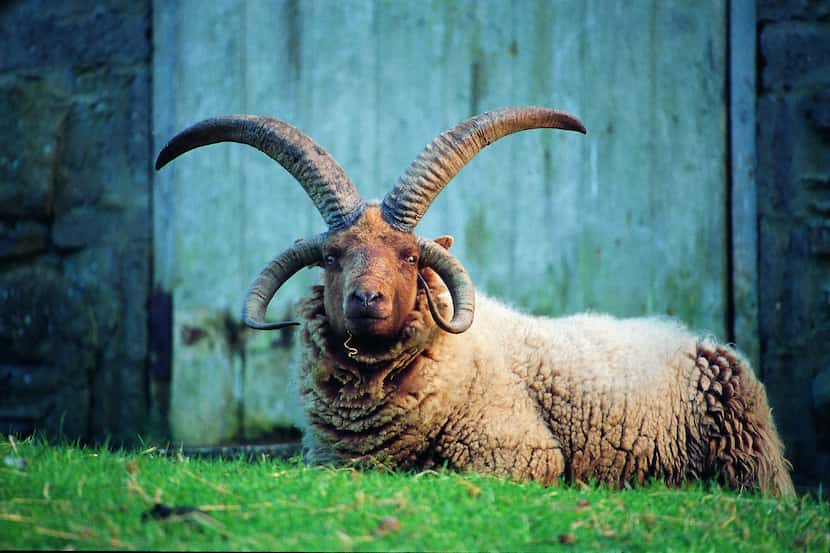 The multi-horn Loaghtan sheep is just one of many species that can only be found on the Isle...