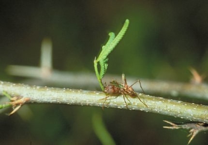 A Texas leaf cutter ant carrying a leaf that it has removed
from a plant. 