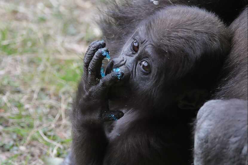The Dallas Zoo's 7-month-old baby gorilla Saambili on Thursday, Jan. 31, 2019. The gorilla...