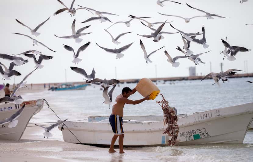 A local fisherman dumps the remains of his daily catch in the fishing town of Celestún.
