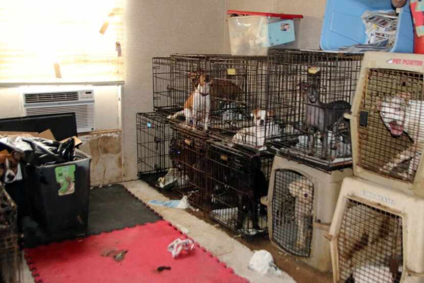 Collin County authorities seized over 100 animals from a double-wide trailer home Thursday,...