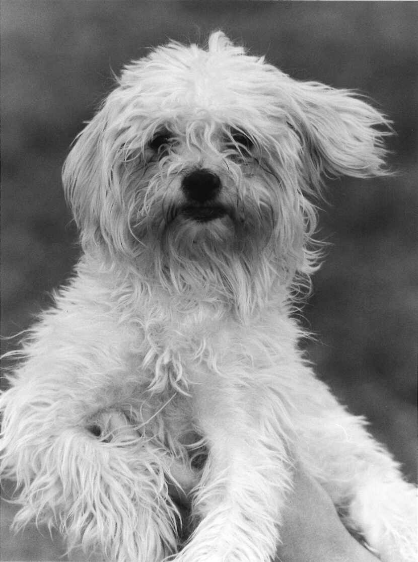 Poodle Shih Tzu mix Skittles in 1989.