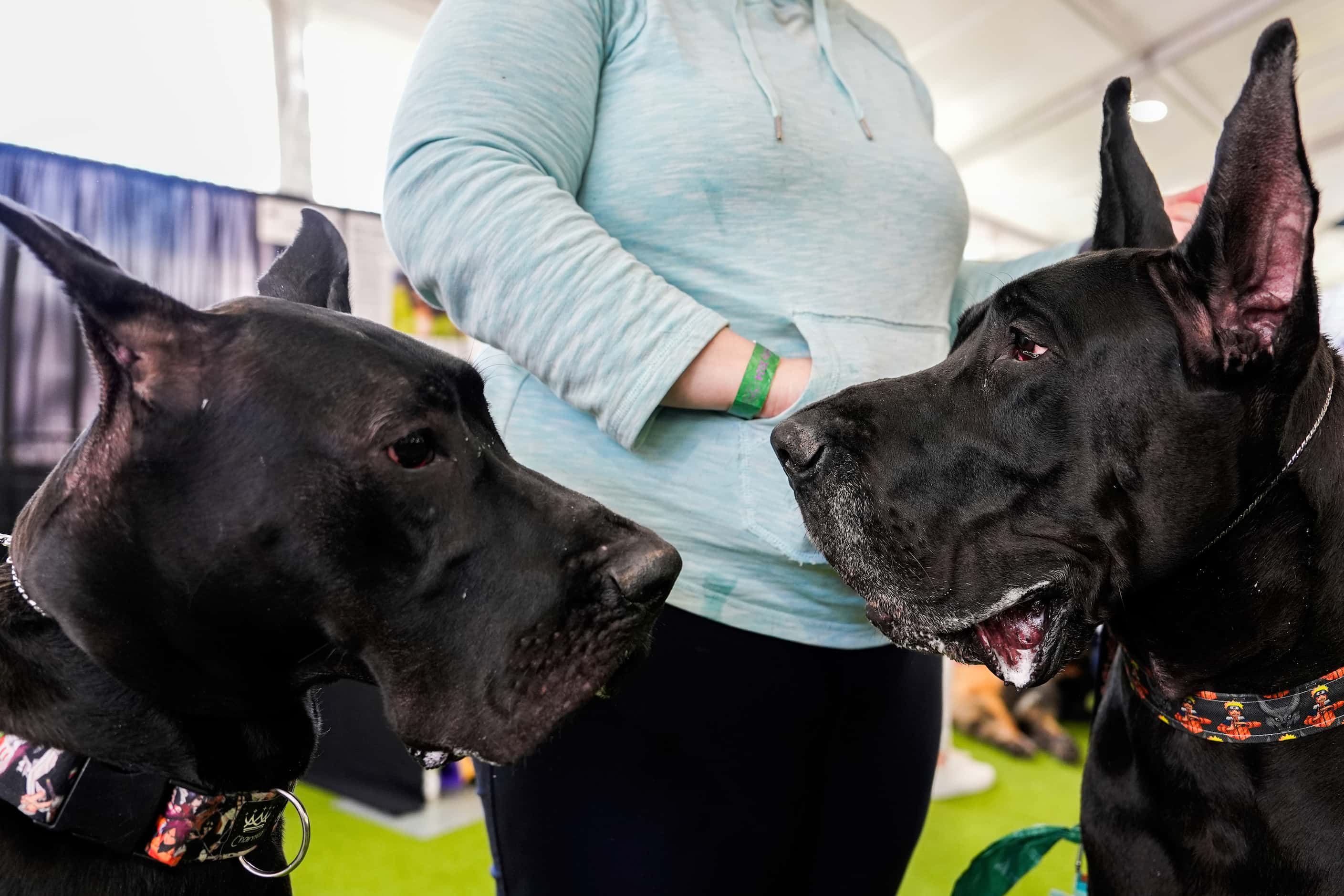 Great Danes wait for treats in the Breed Showcase area at the 148th Westminster Kennel Club...