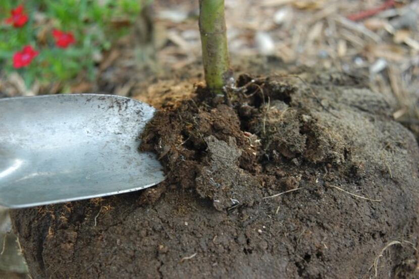 Howard Garrett loosens the excess soil with a trowel from a dwarf Japanese maple that had...