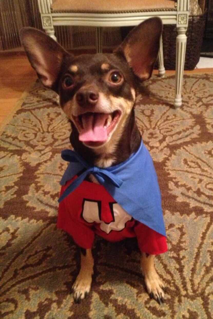 This is Beckley, a.k.a. Underdog! When he's not fighting crime (barking at cats and the...