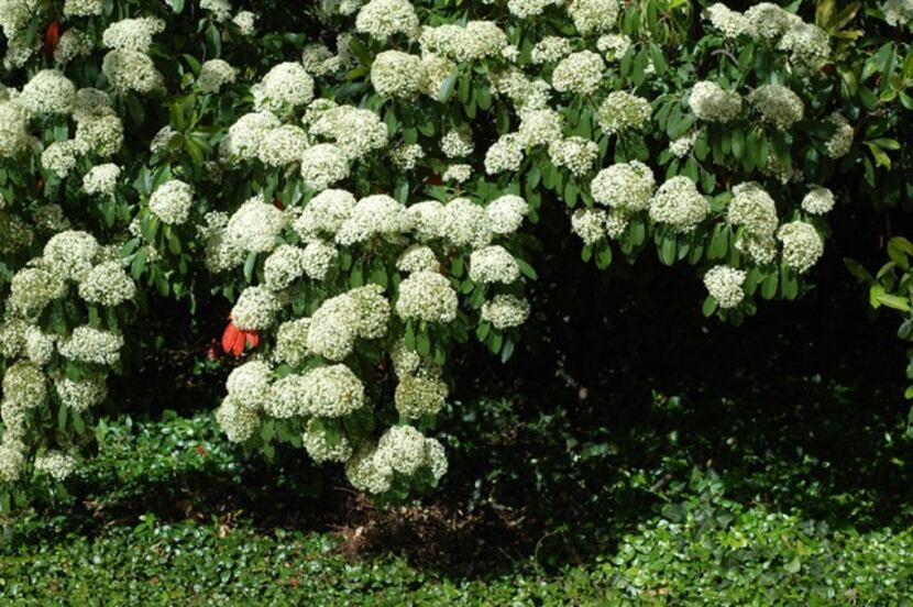 Chinese photinia (Photinia serrulata) is a good-looking, tough, trouble-free evergreen with...