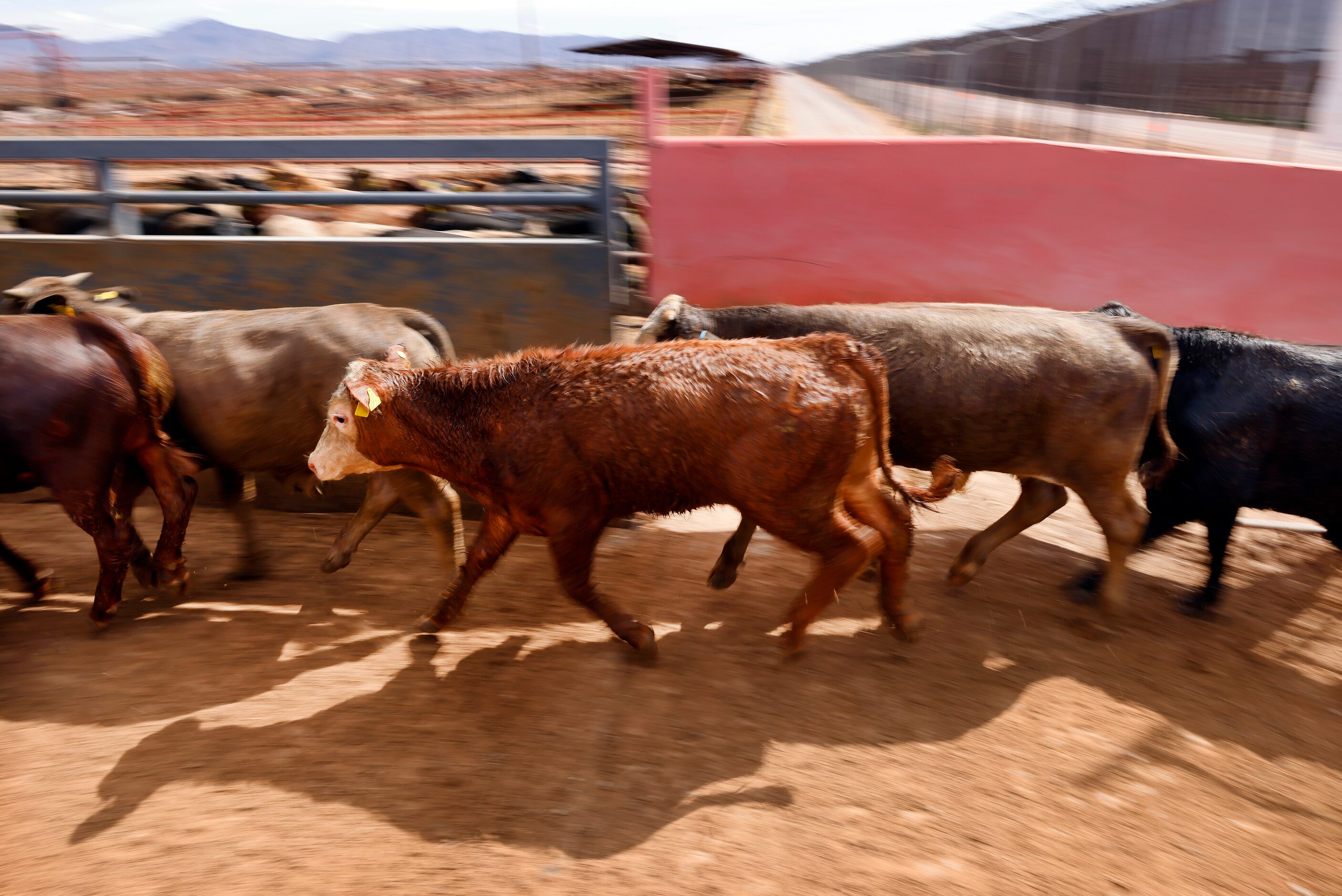 Mexican feeder cattle cross the U.S. border gate and onto a weigh scale after being sold to...