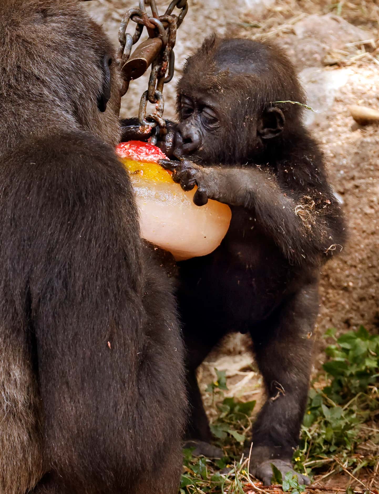 Bruno, a 7-month old Western Lowland Gorilla, licks a frozen treat with its mother Gracie in...