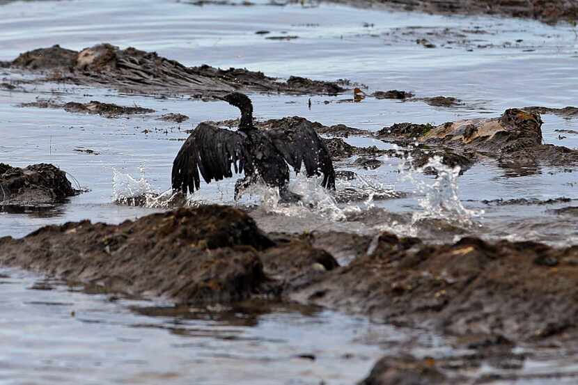 FILE - In this May 21, 2015, file photo, an oil-covered bird flaps its wings amid at Refugio...