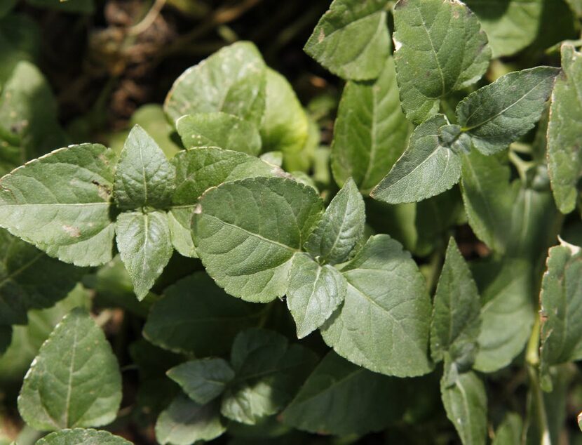 This is horseherb (Calyptocarpus vialis), a native Texas plant that some gardeners use as a...